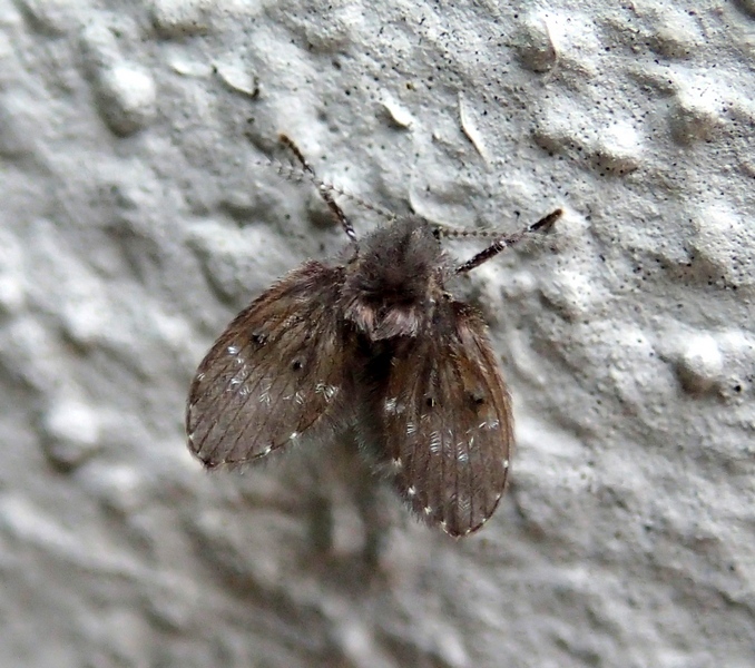 Psychodidae